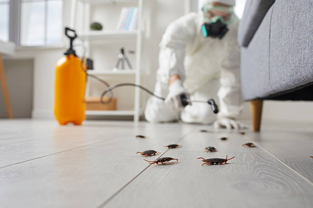 Affordable Cockroach Control solutions in Mountain View, HI